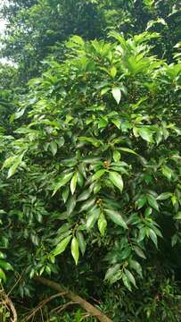 Imagem de Ficus ampelos