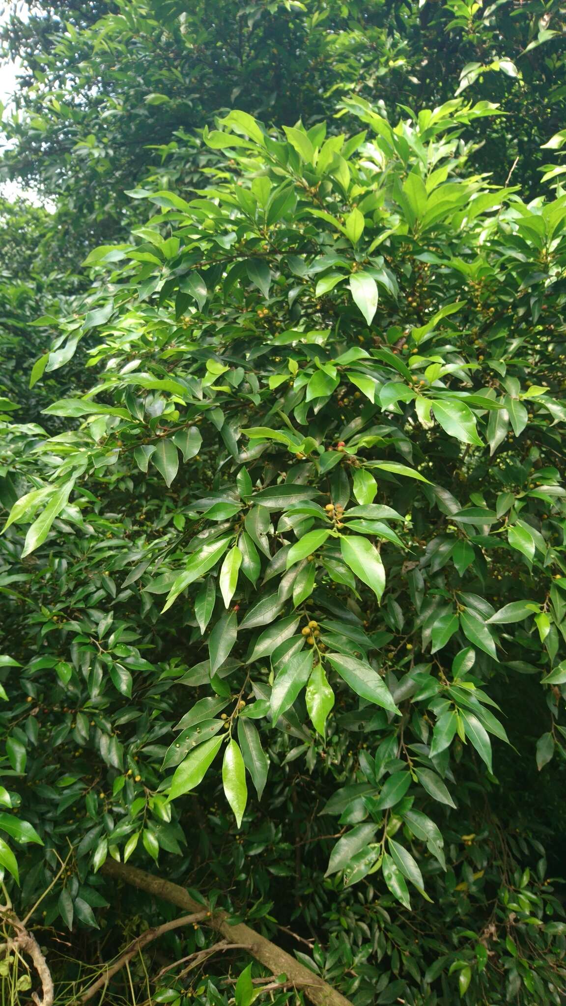 Слика од Ficus ampelos
