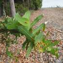 Image de Hakea amplexicaulis R. Br.