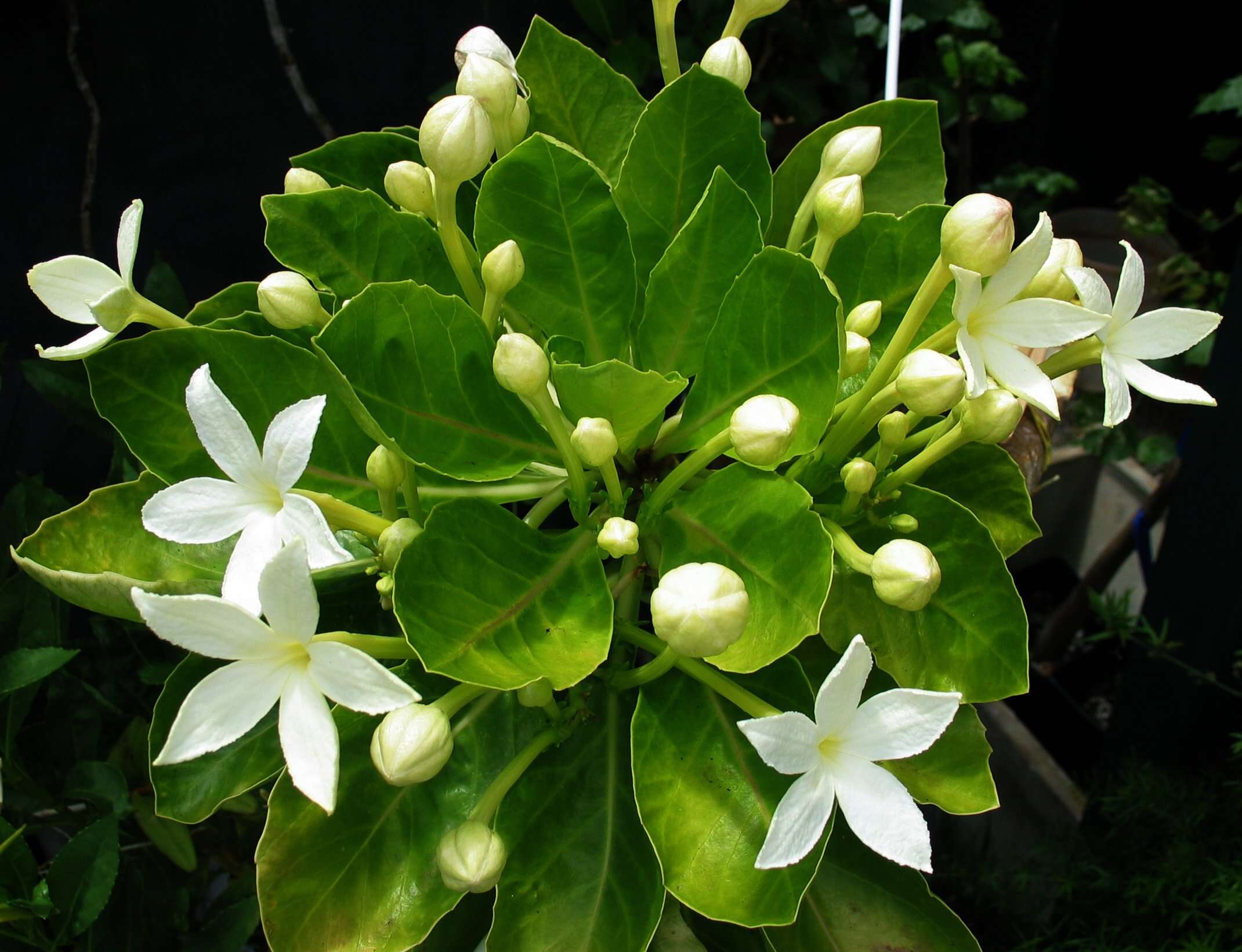 Image of Molokai ohaha