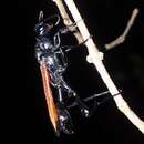 Dynatus nigripes (Westwood ex Griffith 1832) resmi