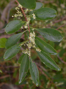 Image of Denhamia disperma (F. Müll.) M. P. Simmons