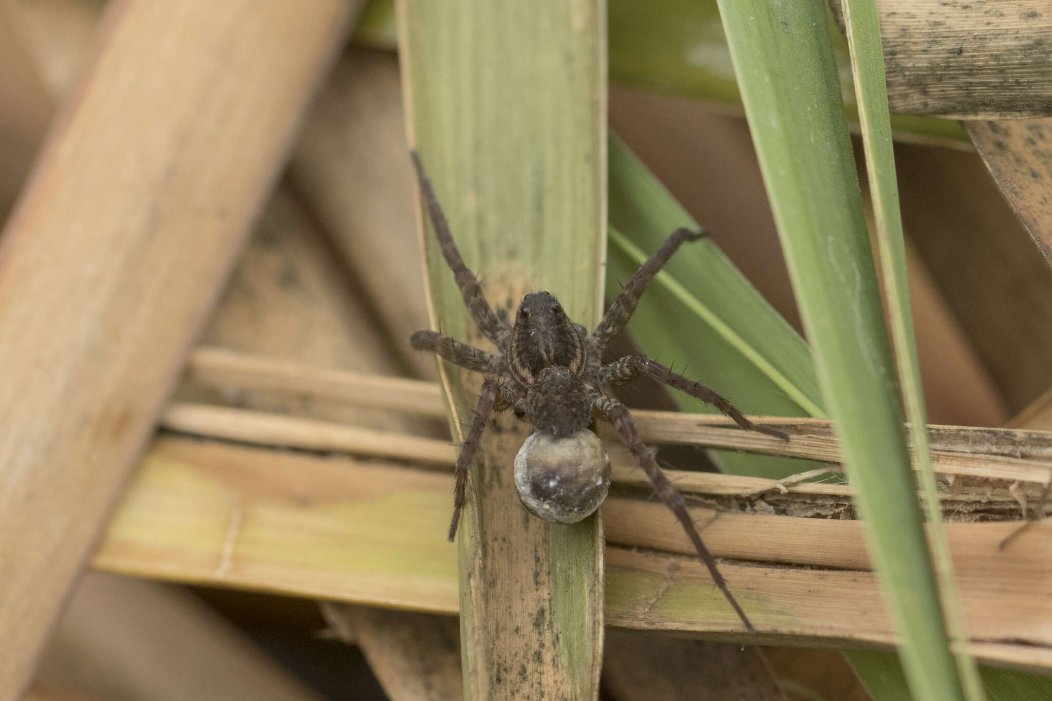 صورة Pardosa pseudoannulata (Bösenberg & Strand 1906)