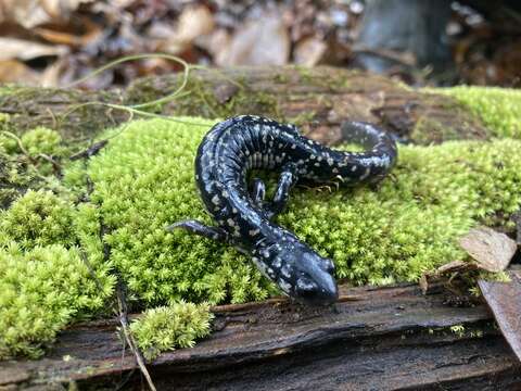 Image of Plethodon grobmani Allen & Neill 1949