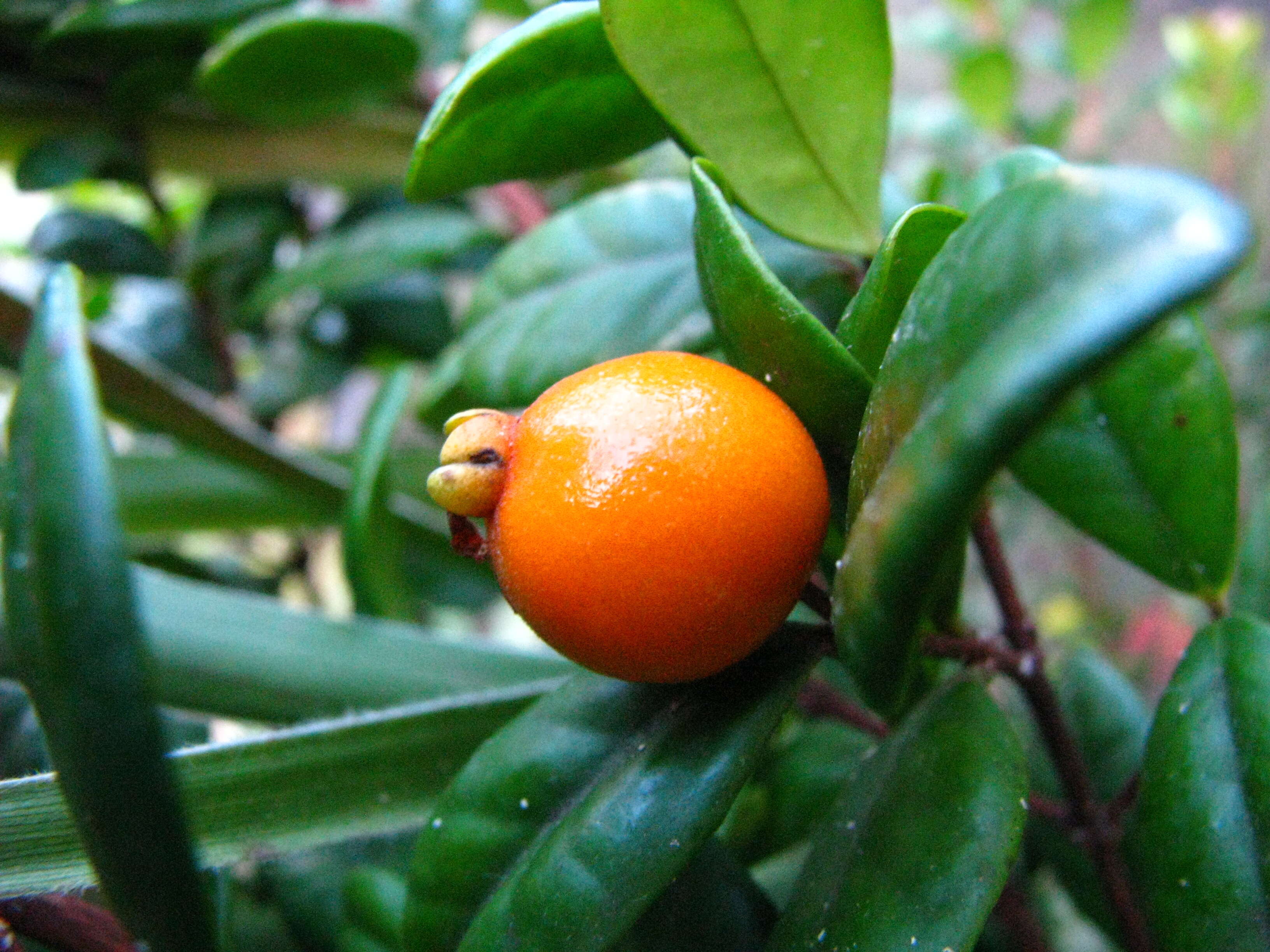 Image of Koʻolau Eugenia