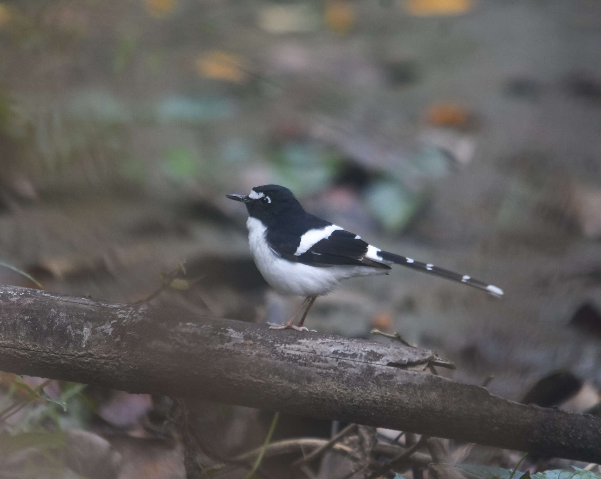 Image of Black-backed Forktail