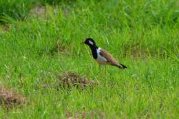 Image of Vanellus indicus atronuchalis (Jerdon 1864)