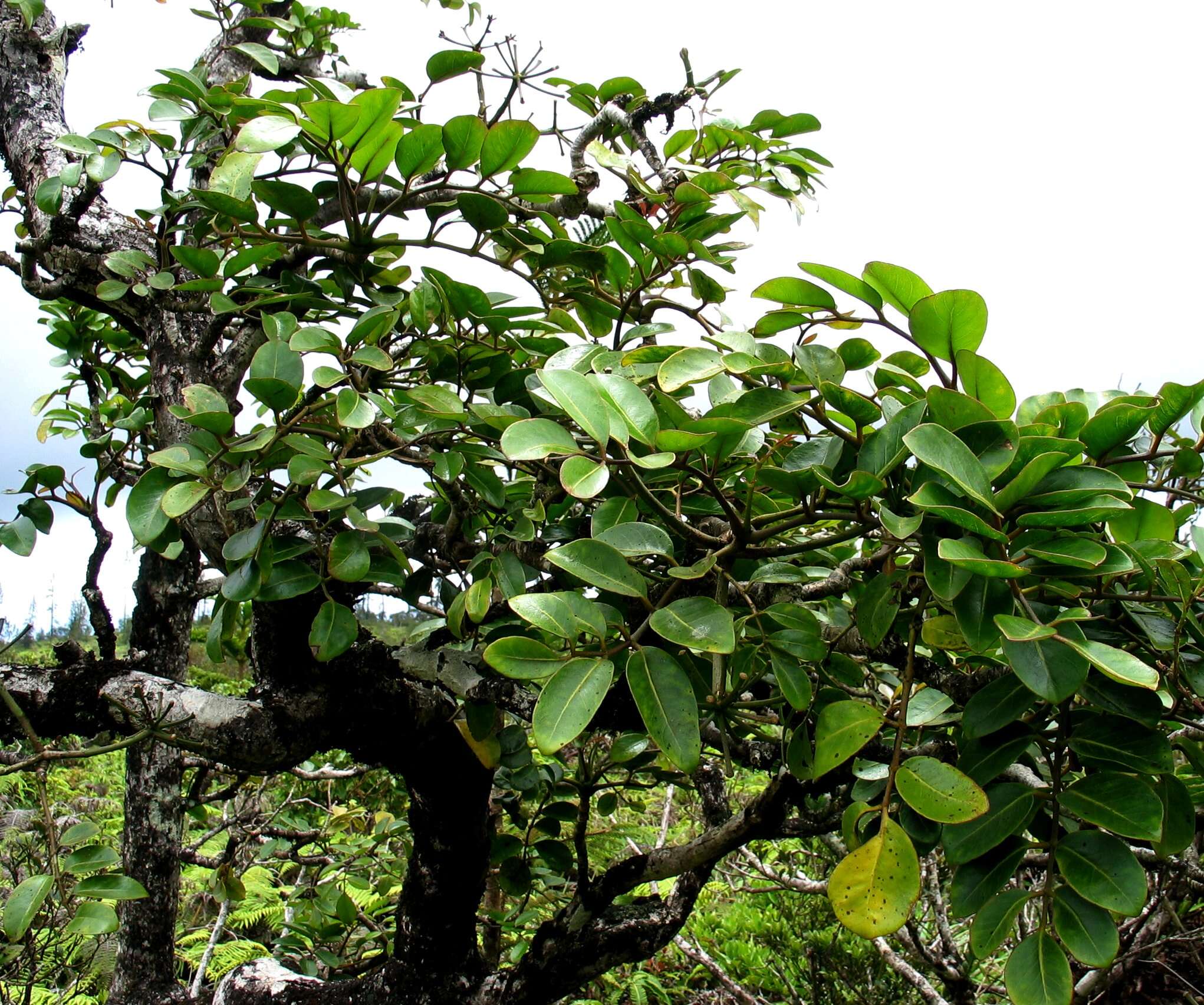 Polyscias oahuensis (A. Gray) Lowry & G. M. Plunkett的圖片