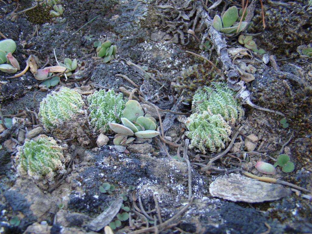 Image of Haworthia herbacea var. herbacea