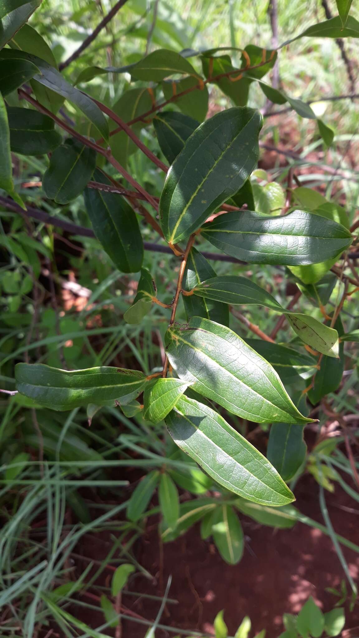 Imagem de Dioscorea bemandry Jum. & H. Perrier