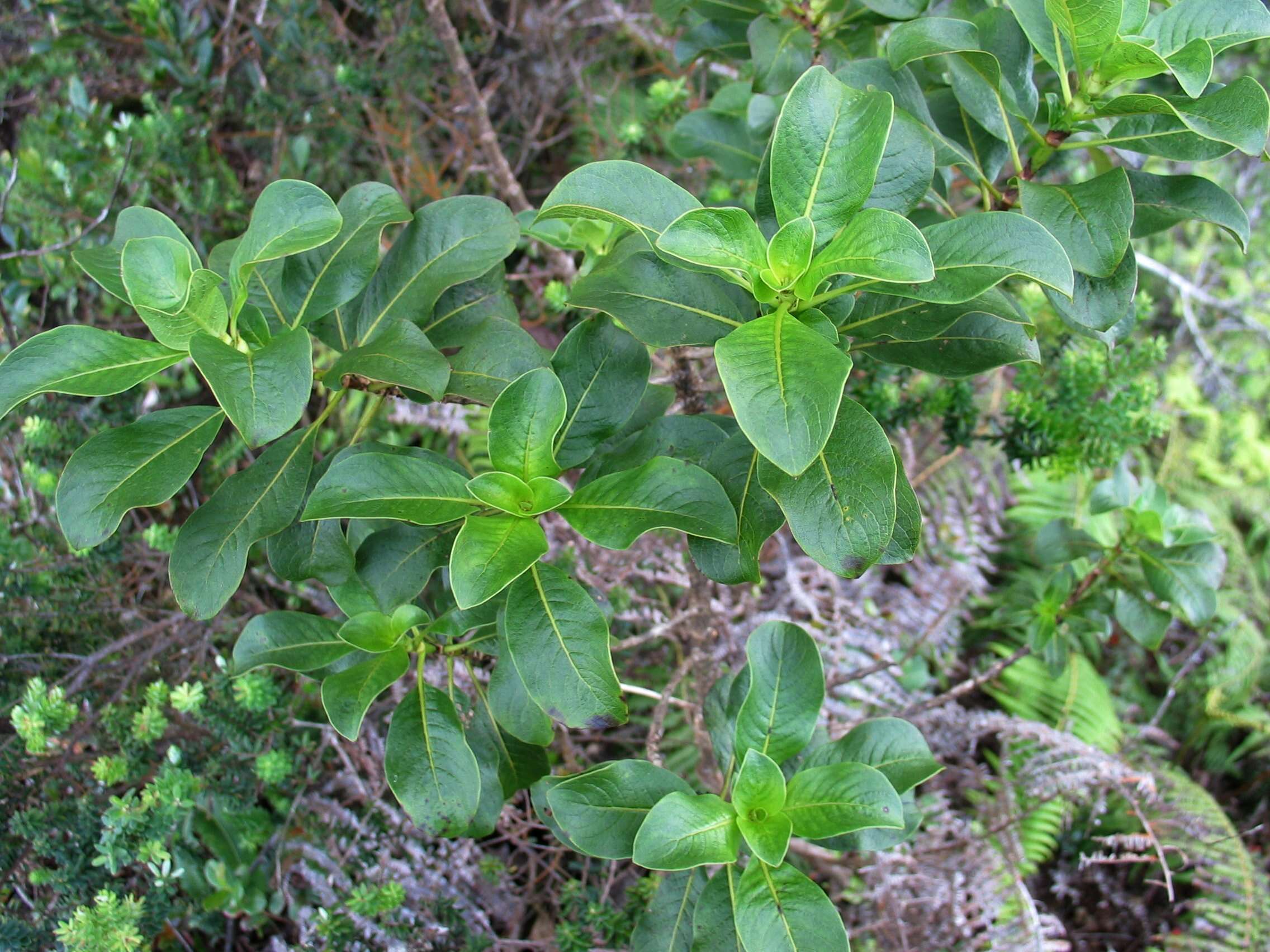 Image of forest wild coffee