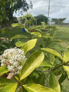 صورة Ixora finlaysoniana Wall. ex G. Don