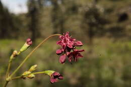 Image of red buckwheat