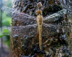 Image of Rainpool Gliders