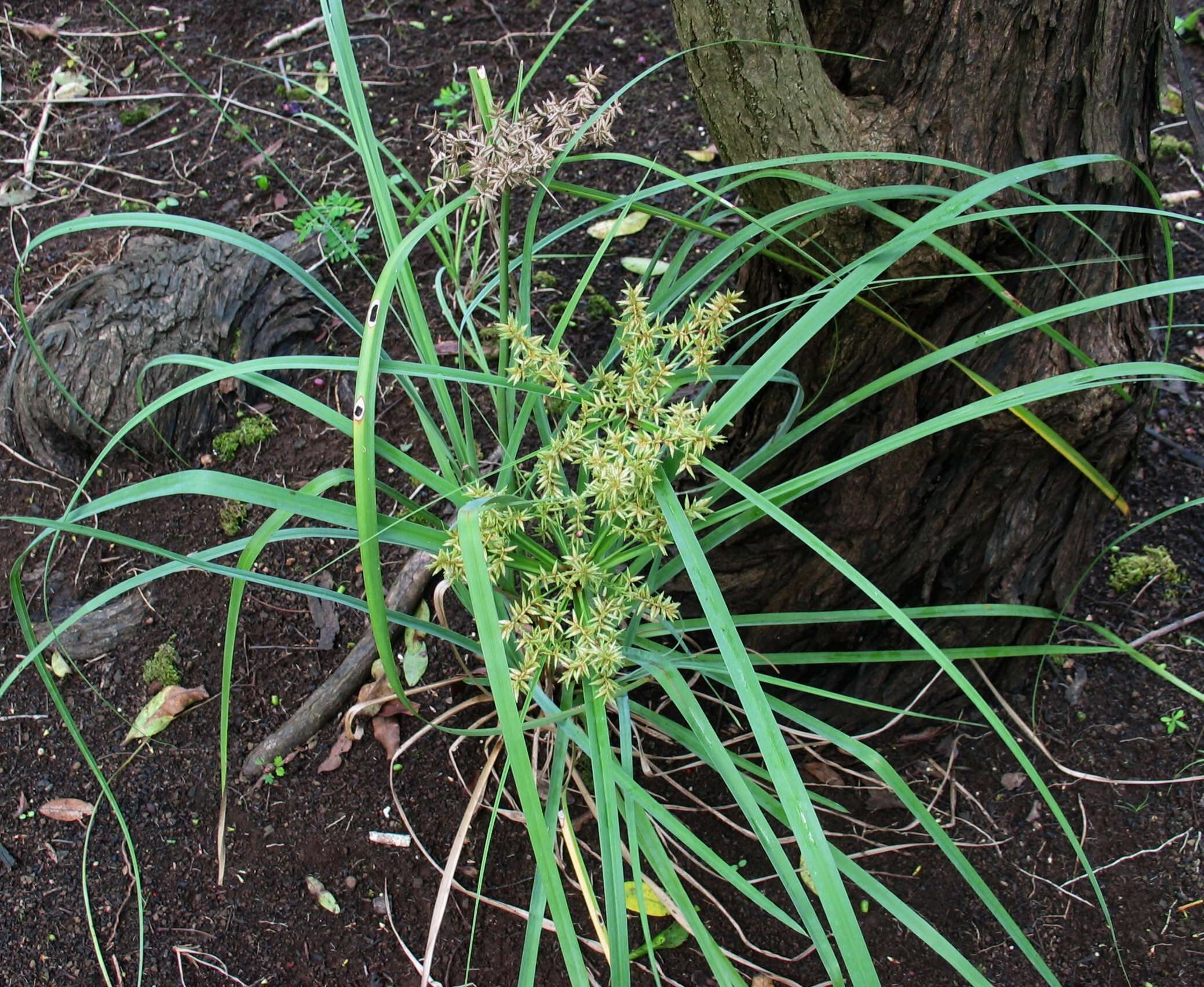 Image of Javanese flatsedge