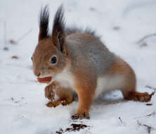 Image de Sciurus subgen. Sciurus Linnaeus 1758