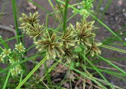 Image of Sticky Flatsedge