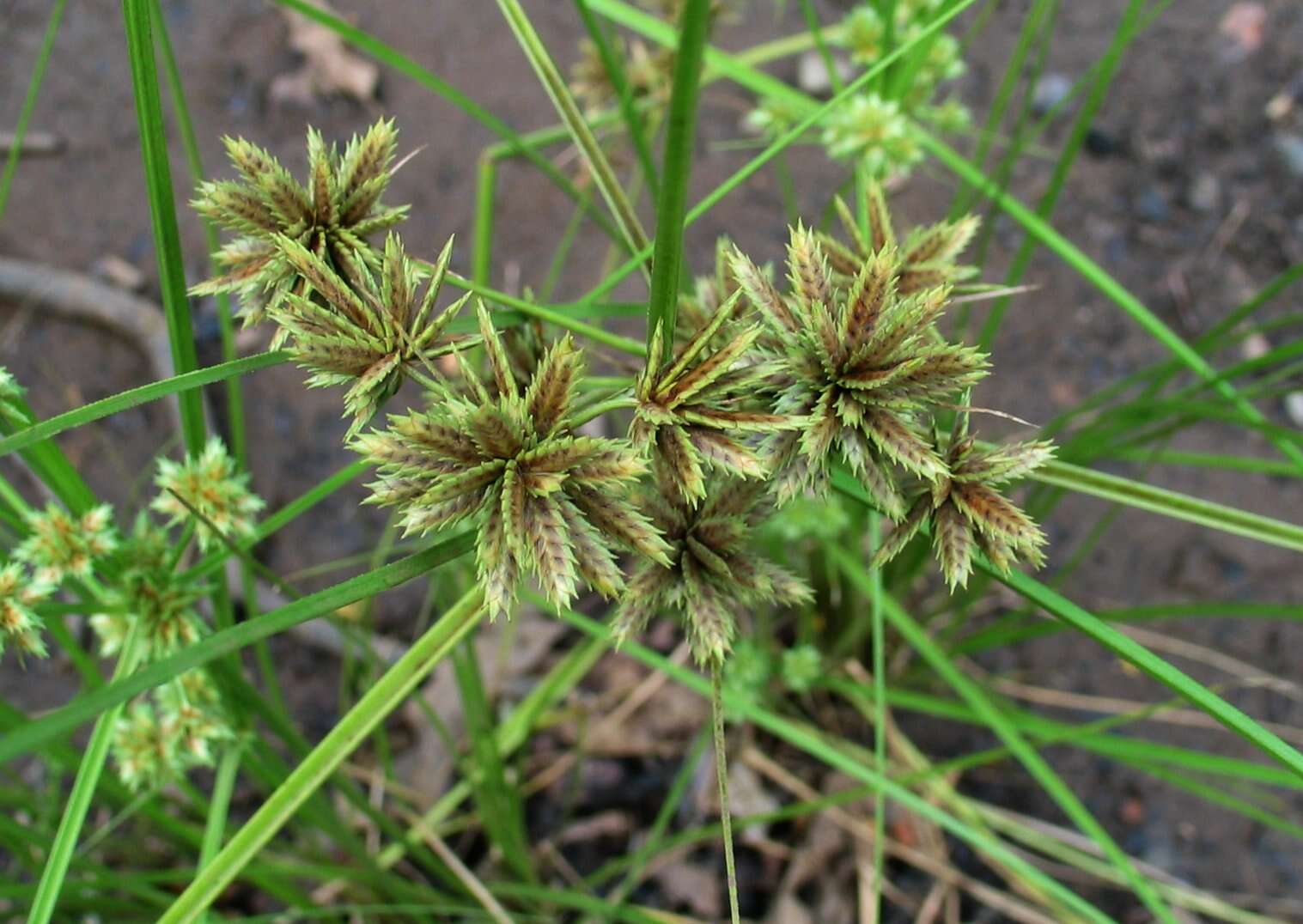 Слика од Cyperus trachysanthos Hook. & Arn.