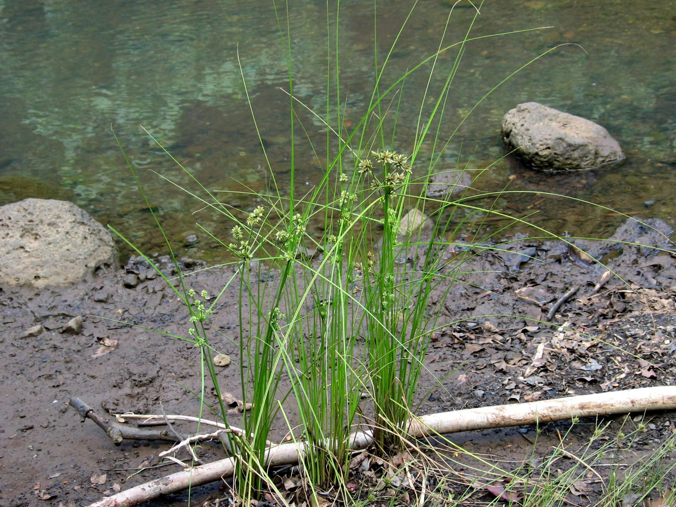 Image of Sticky Flatsedge