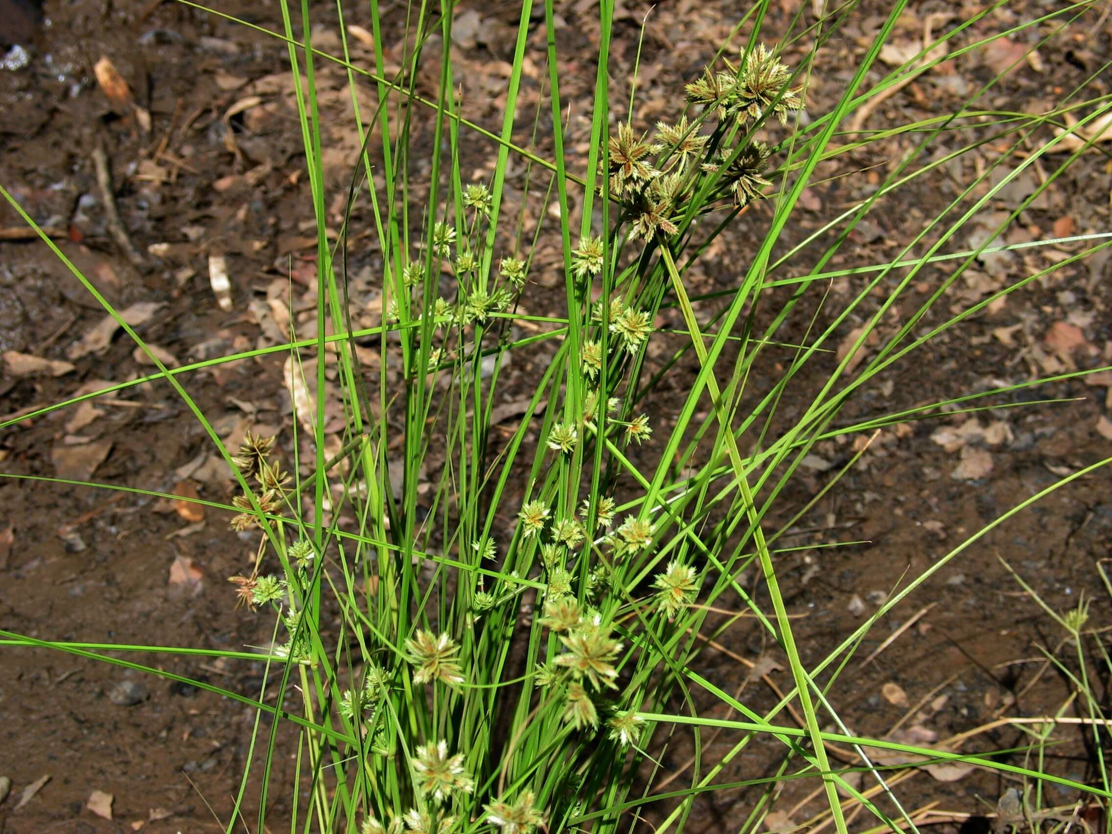 Image of Sticky Flatsedge