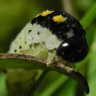 Image of Tenthredo mandibularis Fabricius 1804