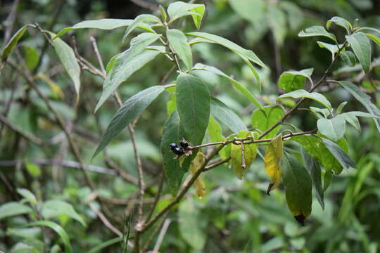 Image of Cestrum roseum Kunth