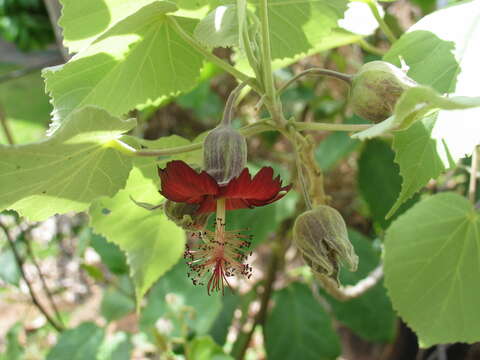 Imagem de Abutilon menziesii Seem.