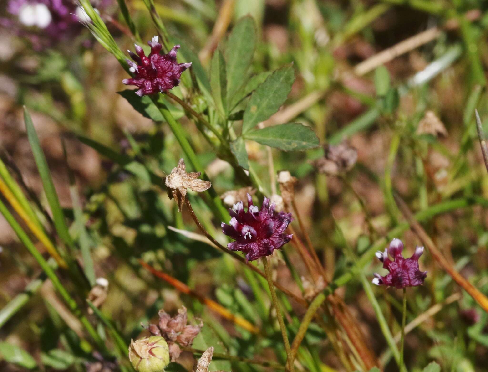 Image de Trifolium depauperatum var. stenophyllum (Nutt.) McDermott