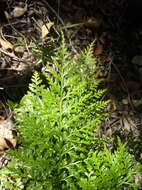 Image of Asplenium adiantum-nigrum var. solidum (Kunze) J. P. Roux