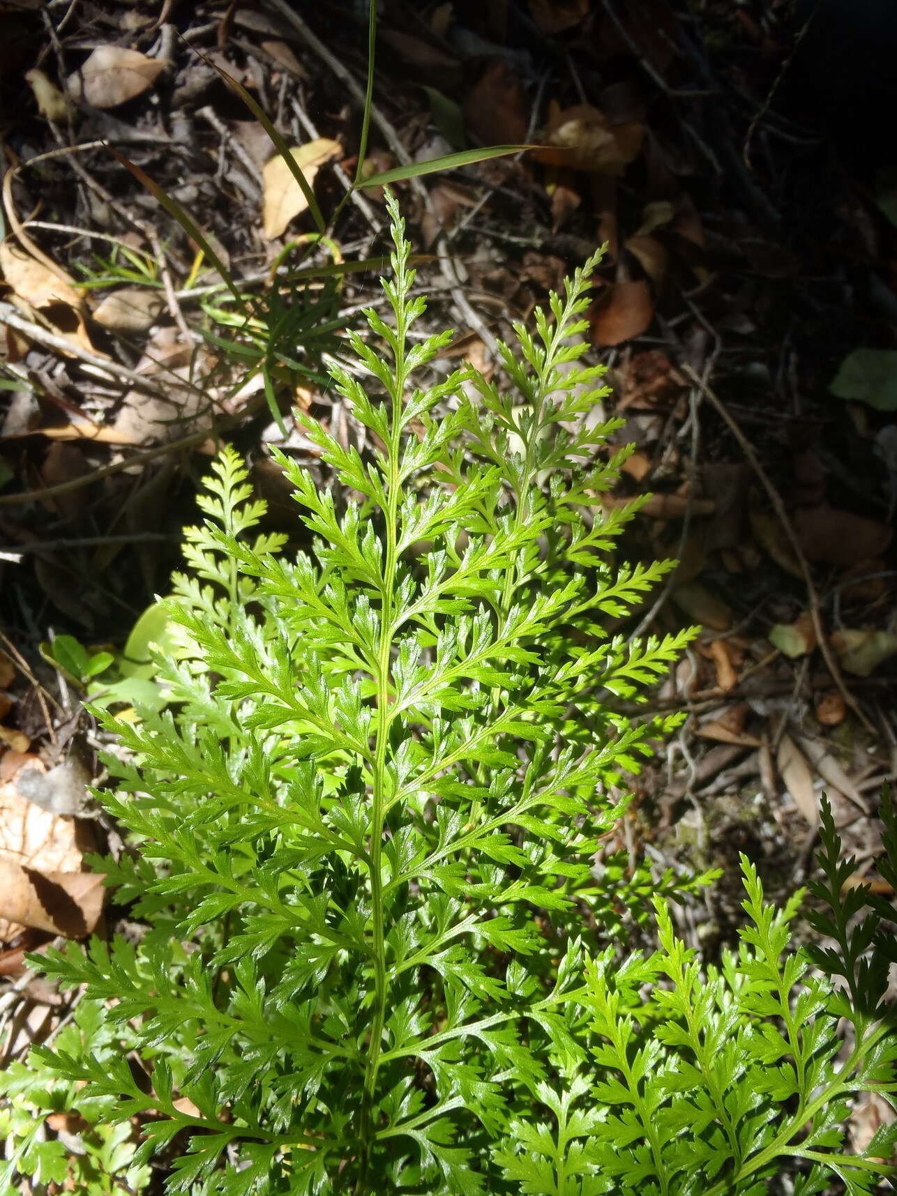 Imagem de Asplenium adiantum-nigrum var. solidum (Kunze) J. P. Roux