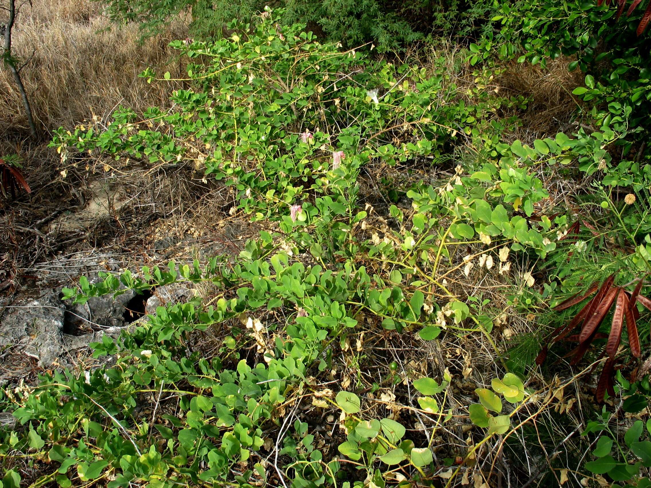 Image de Capparis sandwichiana DC.