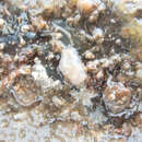 Image of sea gherkin