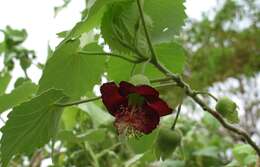 Imagem de Abutilon menziesii Seem.