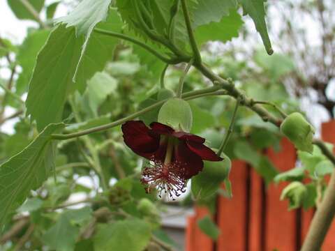 Imagem de Abutilon menziesii Seem.