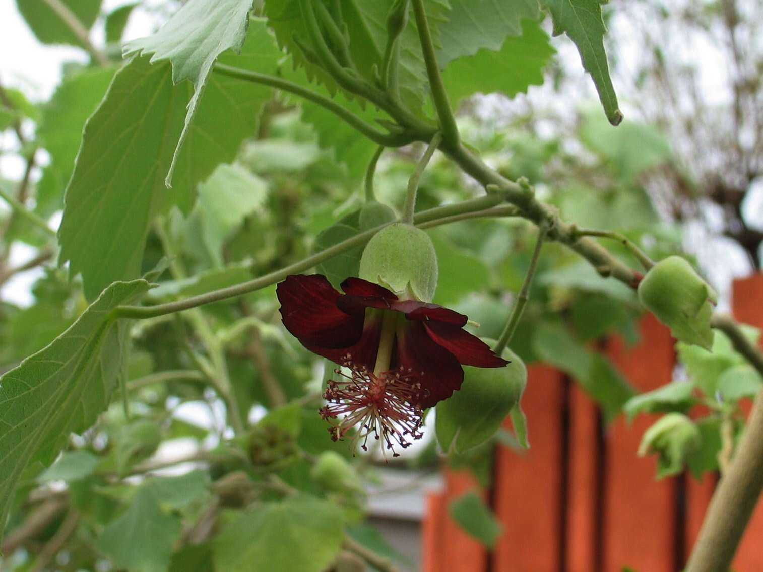 Imagem de Abutilon menziesii Seem.