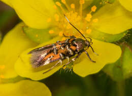 Image de Pancalia leuwenhoekella Linnaeus 1758