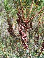 Imagem de Erica platycodon subsp. platycodon