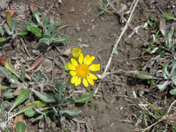 Image of Packera bellidifolia (Kunth) W. A. Weber & Á. Löve