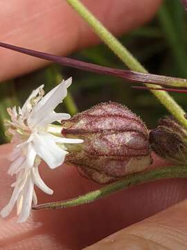 Plancia ëd Silene parryi (S. Wats.) C. L. Hitchcock & Maguire