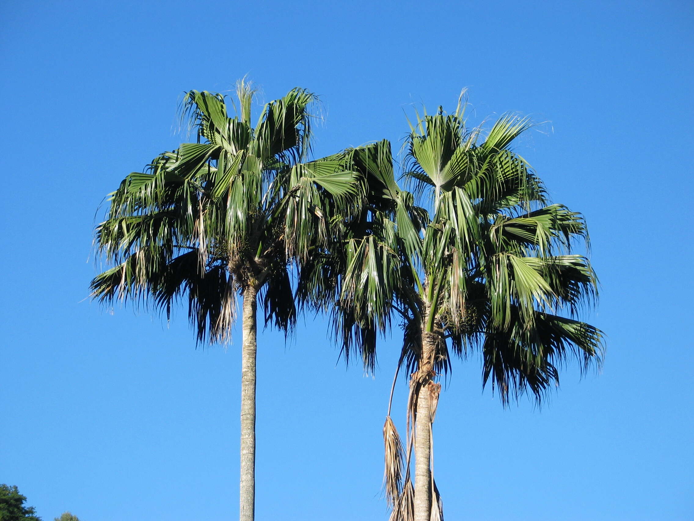 Pritchardia remota (Kuntze) Becc.的圖片