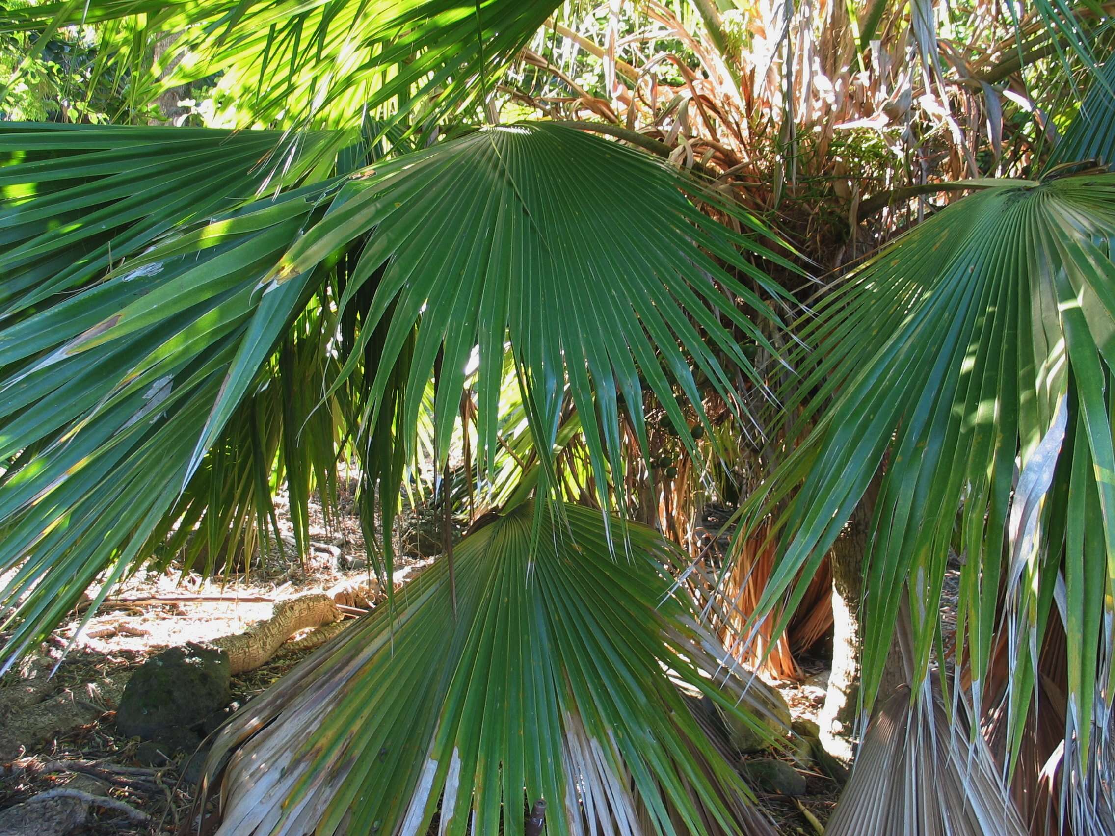 Image of Kilauea pritchardia