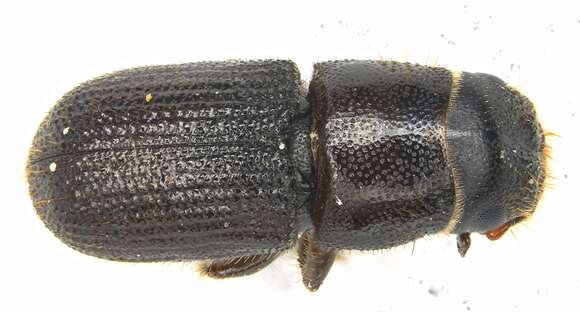 Image of Southern Pine Beetle