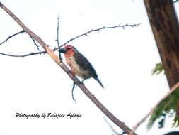 Image of Vieillot's Barbet