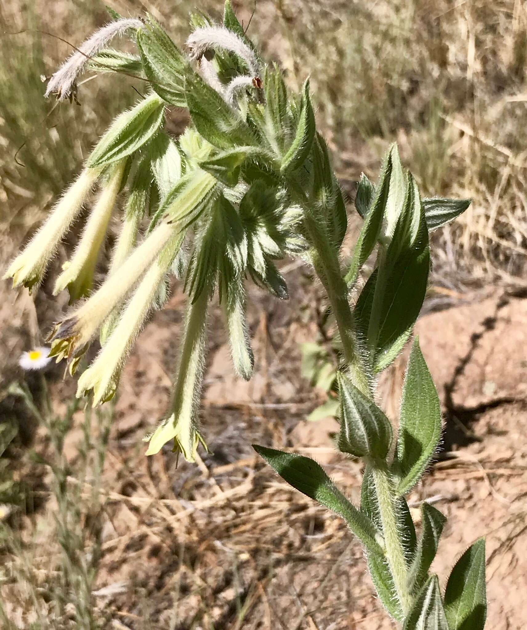 Image of giant-trumpets