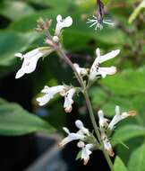 Image of smallflower phyllostegia