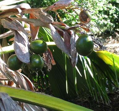 Imagem de Pritchardia beccariana Rock