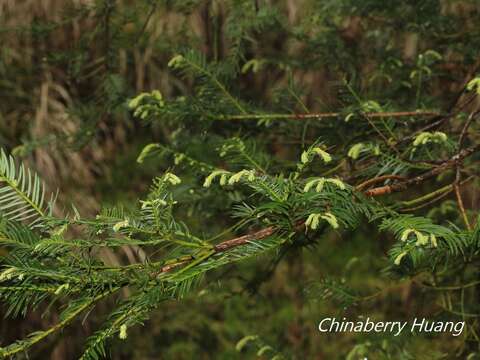 Image of Cephalotaxus harringtonii var. wilsoniana (Hayata) Kitam.