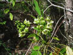 Image of Gaudichaud's senna