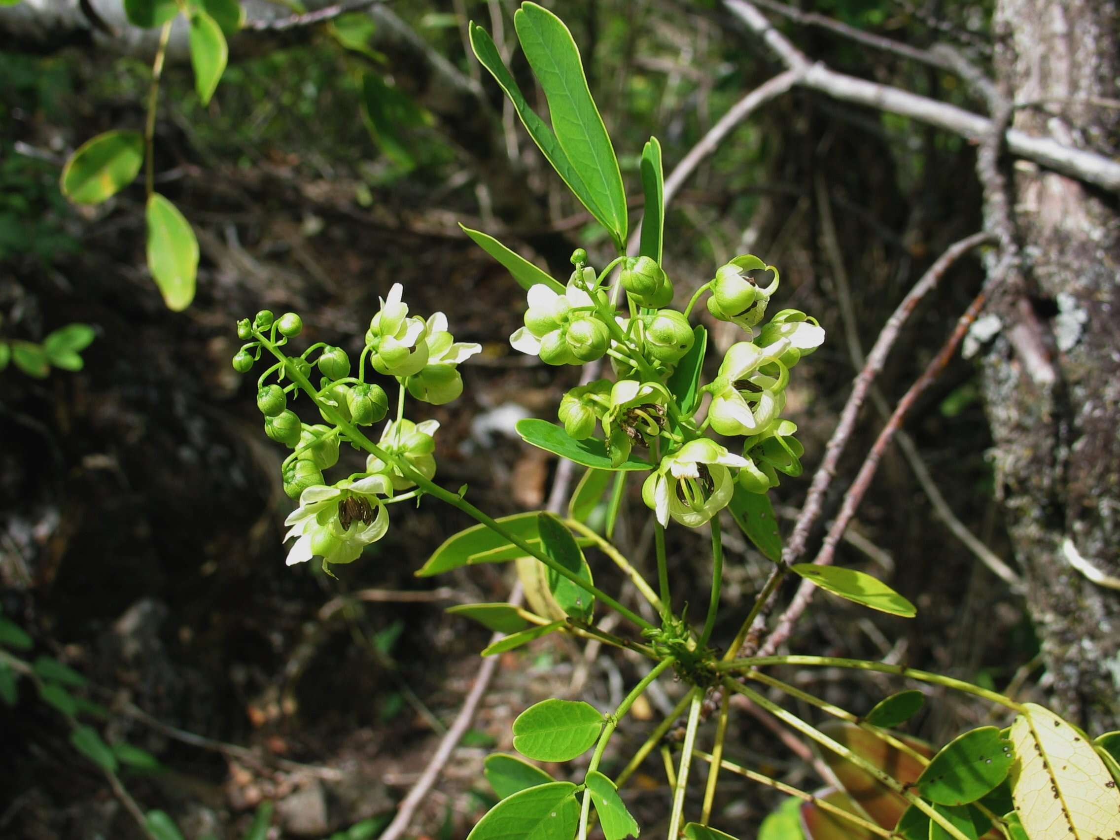 Image of Gaudichaud's senna