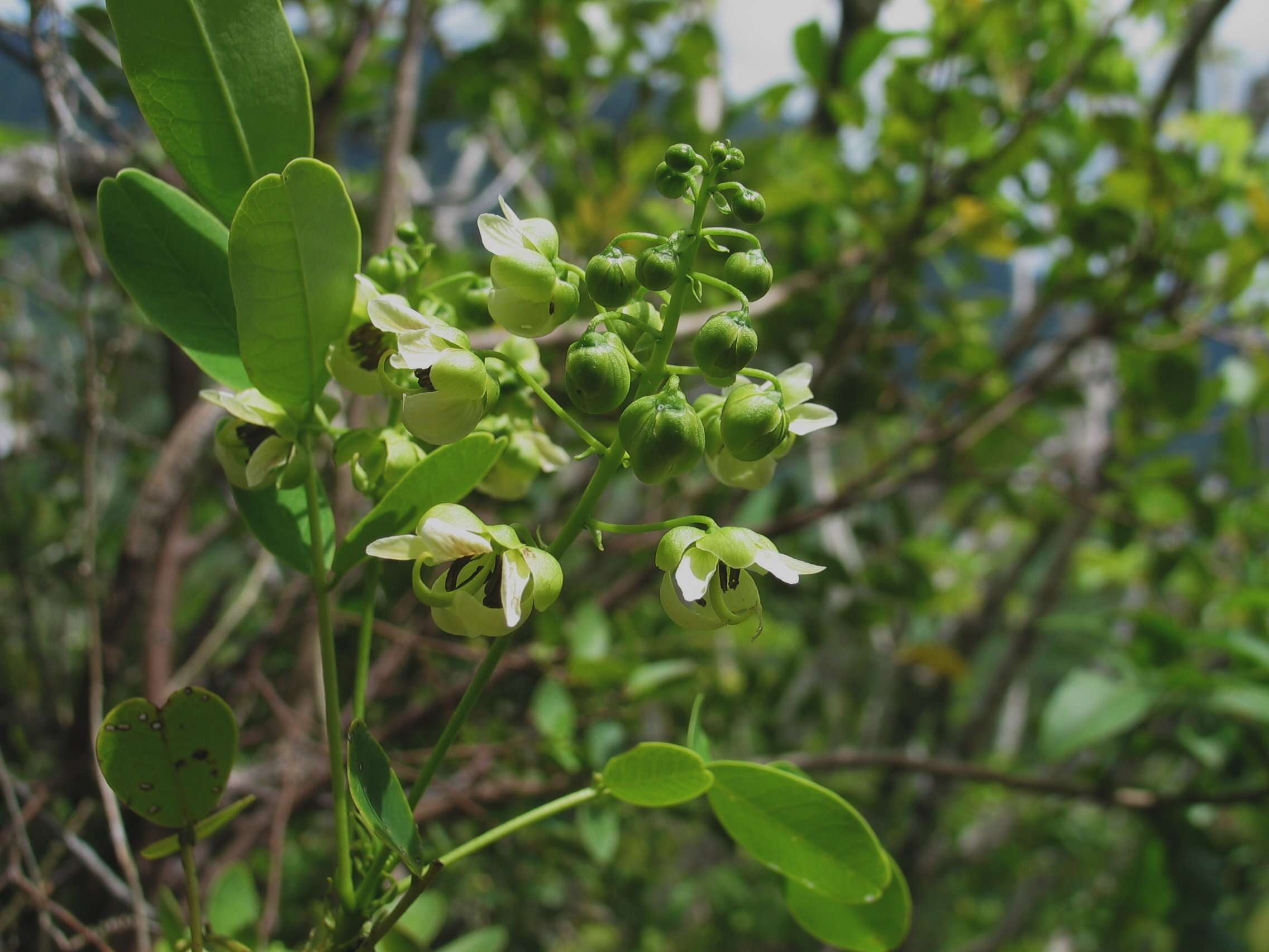 Image of Gaudichaud's senna